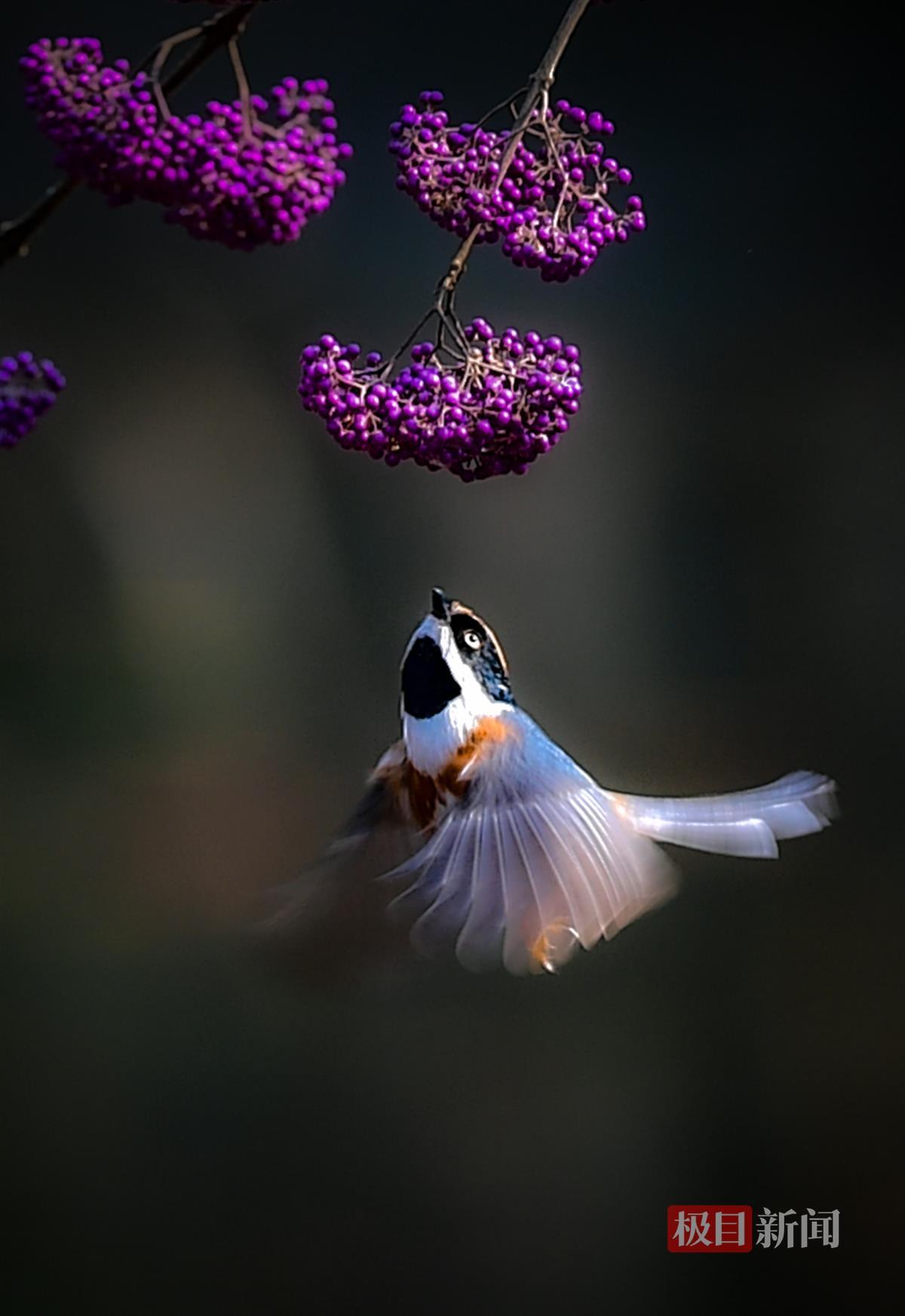 武汉植物园内,摄影爱好者捕捉到小鸟展翅飞翔的精彩瞬间 