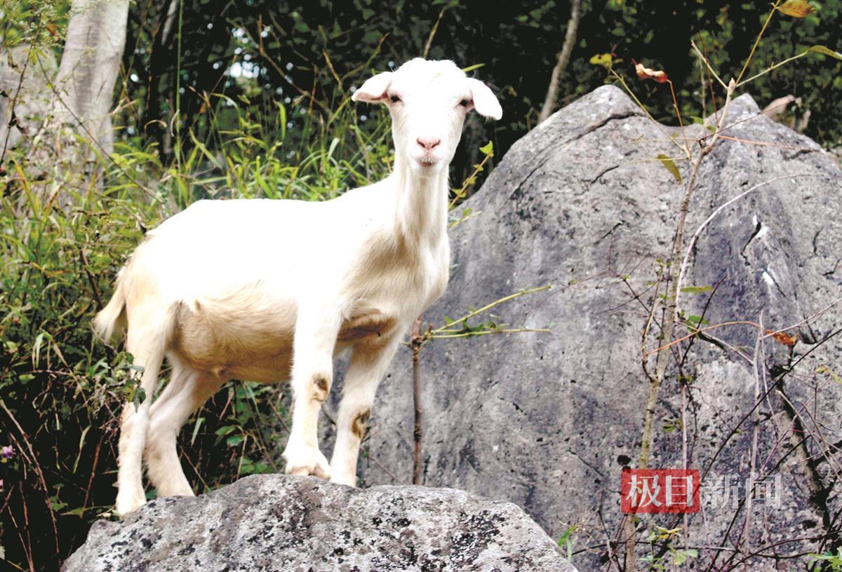 马头羊1.jpeg 马头羊1.jpeg