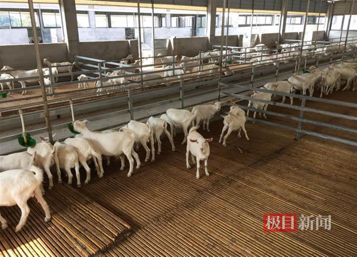 马头羊4.jpg 马头羊4.jpg