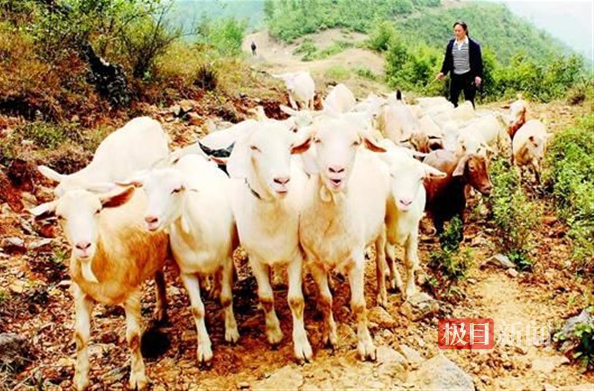 马头羊2.jpg 马头羊2.jpg