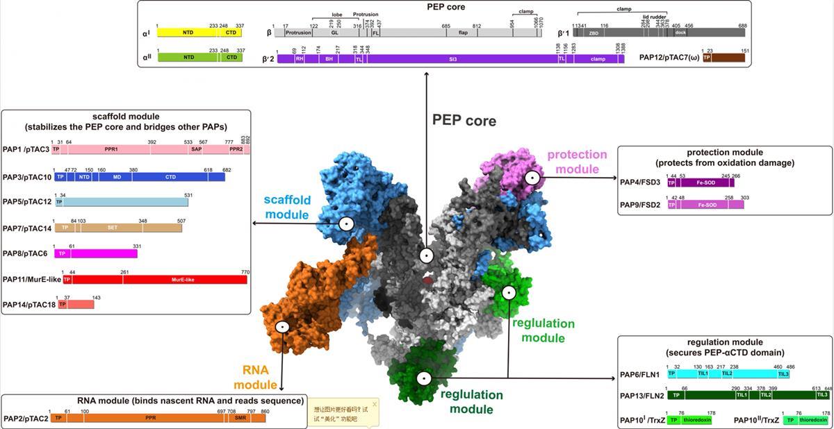 图5：叶绿体基因转录机器的构造。