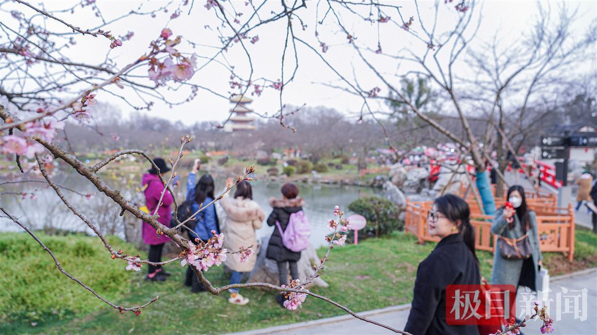 半岛体育：相约春天赏樱花直冲21℃泰国人都来东湖赏樱花啦！(图5)