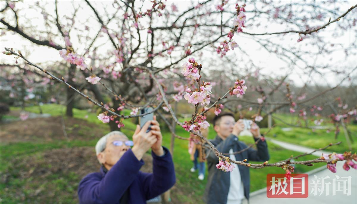 半岛体育：相约春天赏樱花直冲21℃泰国人都来东湖赏樱花啦！(图8)