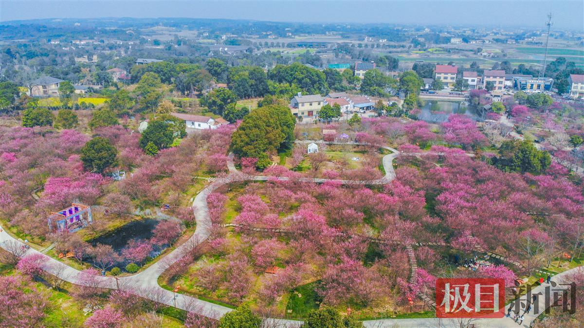 3月10日，荆州区八岭山镇铜铃村恒荣梅园鸟瞰   （极目新闻记者 黄志刚 摄）.jpg