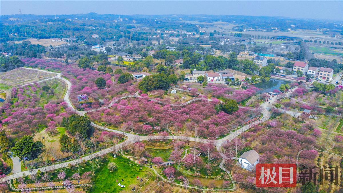 3月10日，荆州区八岭山镇铜铃村恒荣梅园鸟瞰 （极目新闻记者 黄志刚 摄）.jpg