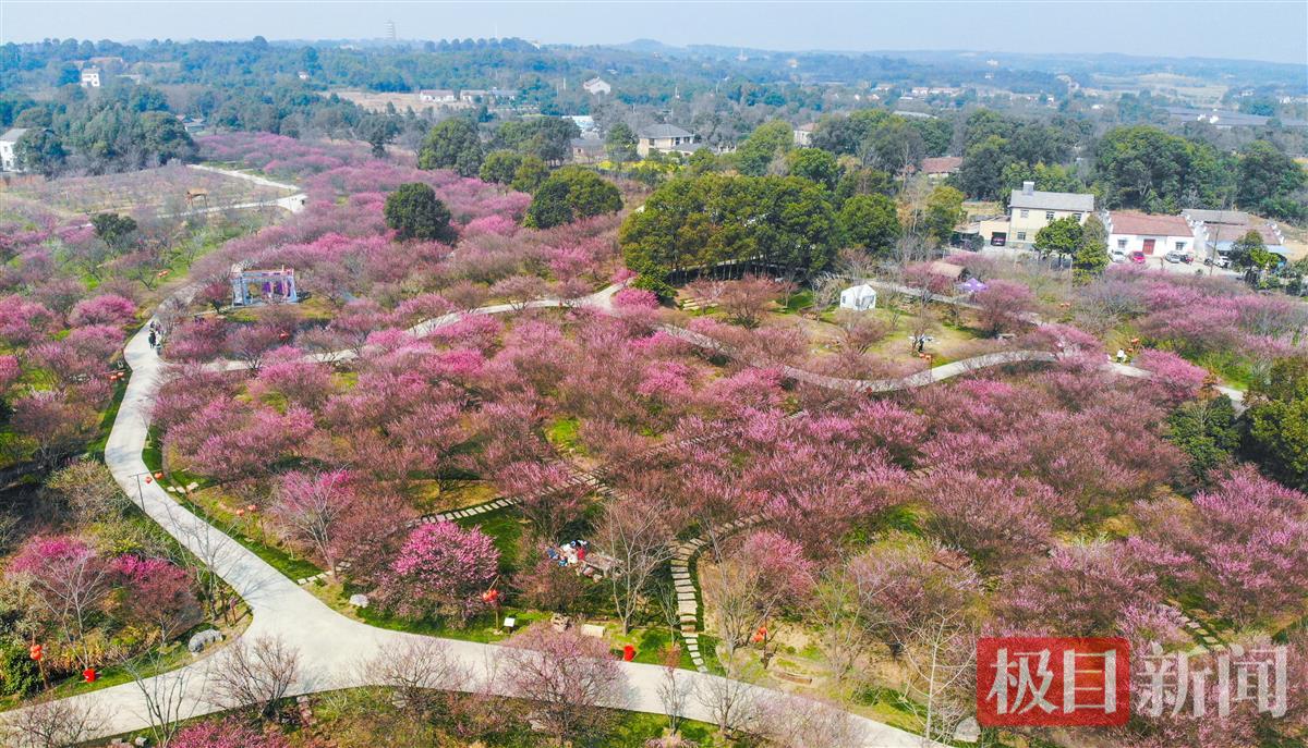 3月10日，荆州区八岭山镇铜铃村恒荣梅园鸟瞰（极目新闻记者 黄志刚 摄）.jpg