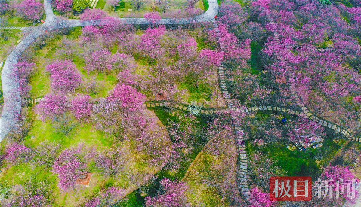 3月10日，荆州区八岭山镇铜铃村恒荣梅园鸟瞰    （极目新闻记者 黄志刚 摄）.jpg