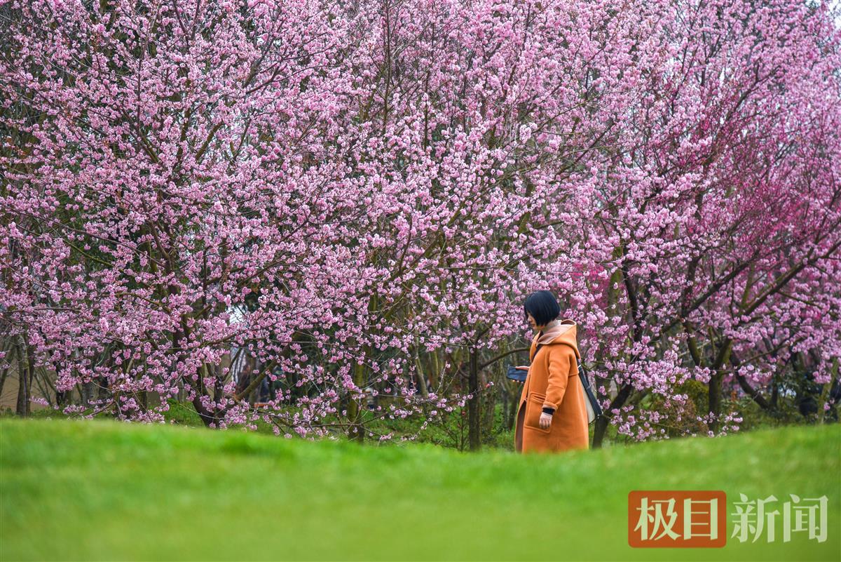 3月10日，游客在浅山森林美术园游玩  （极目新闻记者 黄志刚 摄）.jpg