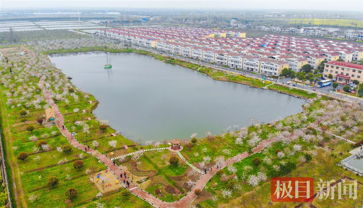 江陵县六合垸农场樱花谷成为居民的“后花园”。（极目新闻记者 黄志刚 摄）.jpg