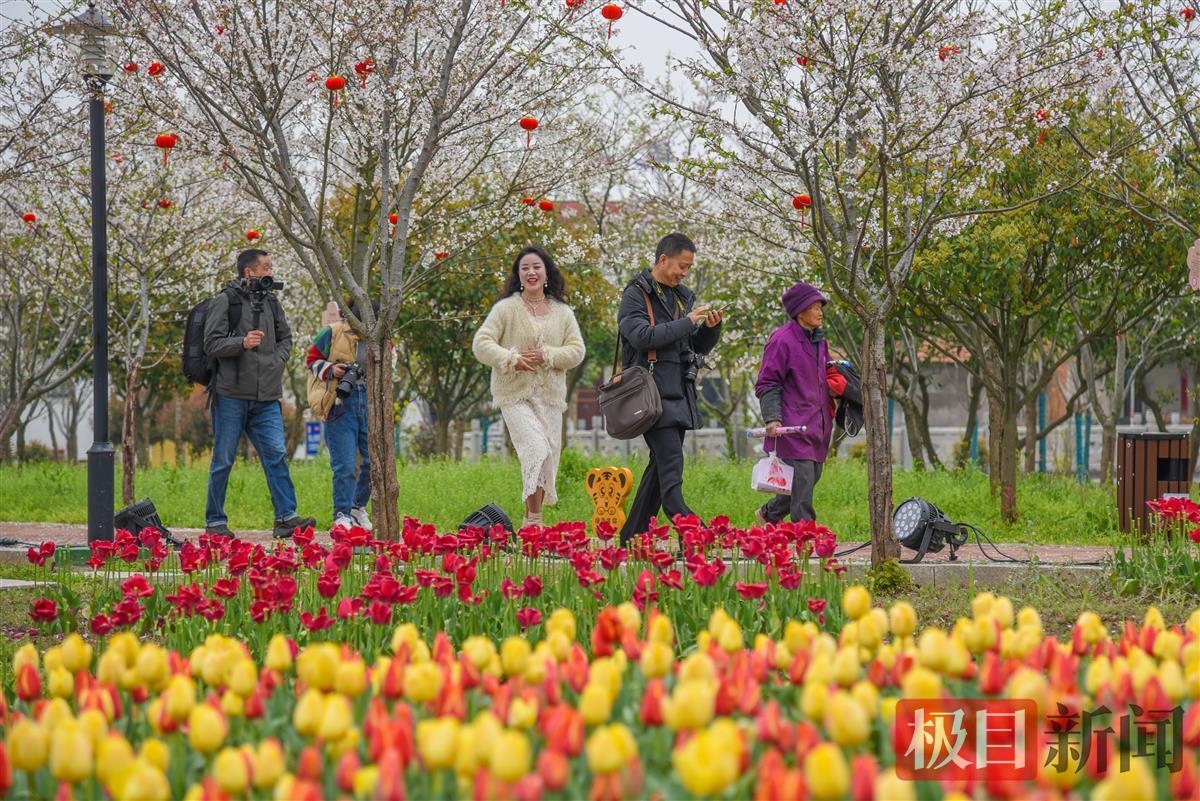 游客在江陵县六合垸农场樱花谷游玩赏花。（极目新闻记者 黄志刚 摄）.jpg