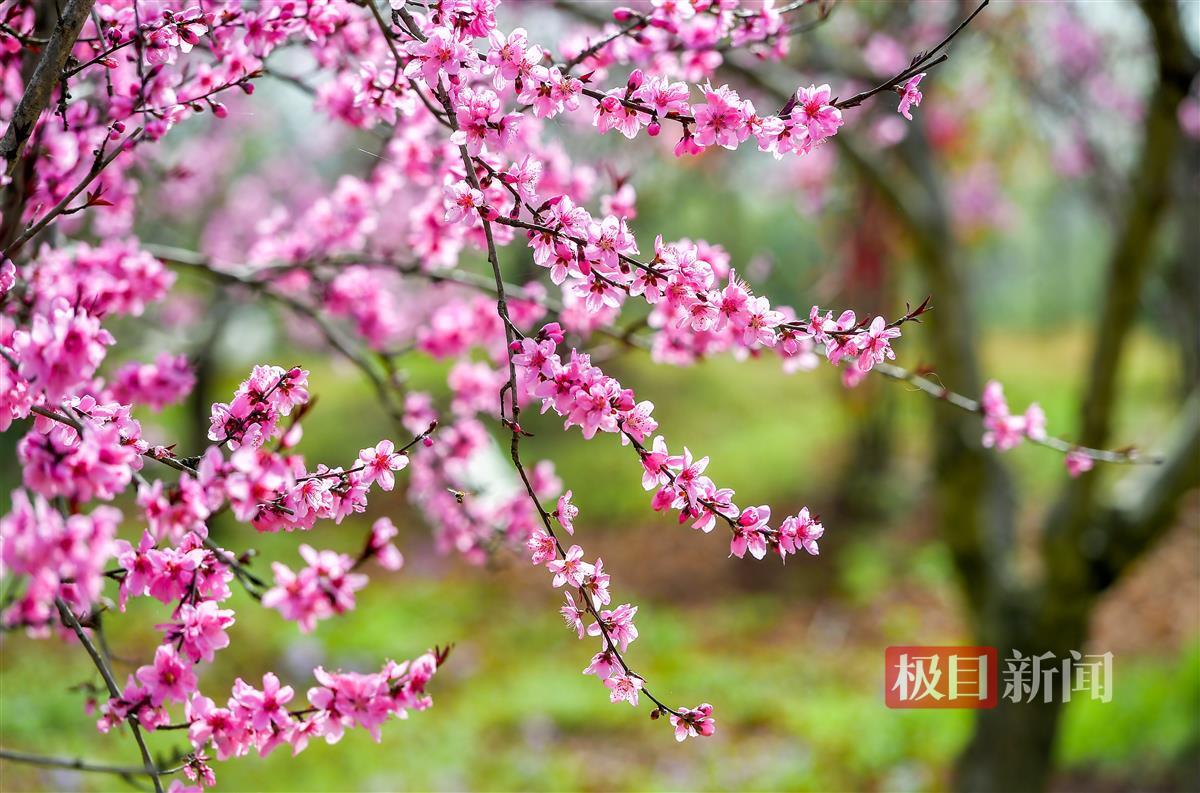 宜昌枝江东方年华数千株桃花盛开