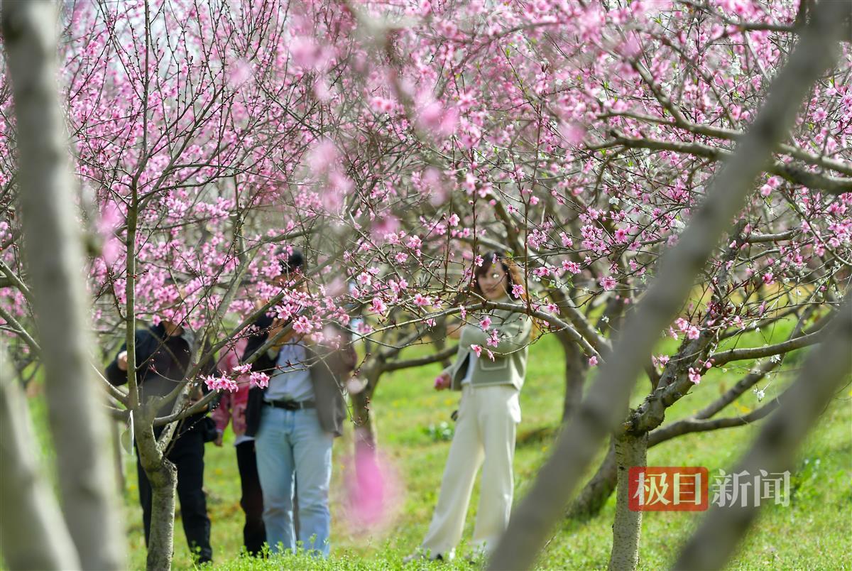 宜昌枝江东方年华数千株桃花盛开