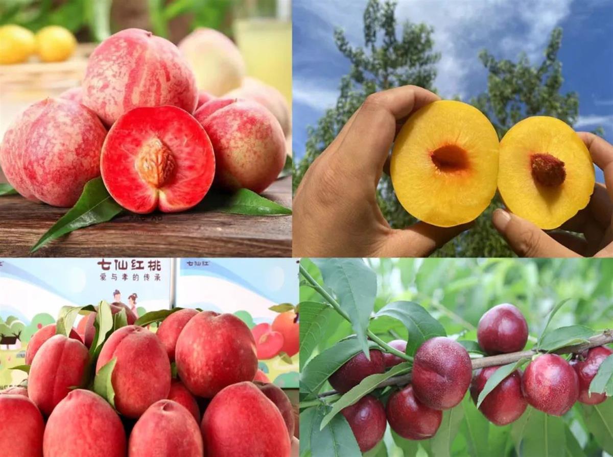 孝感市孝文化旅游节暨孝昌县第四届桃花节开幕