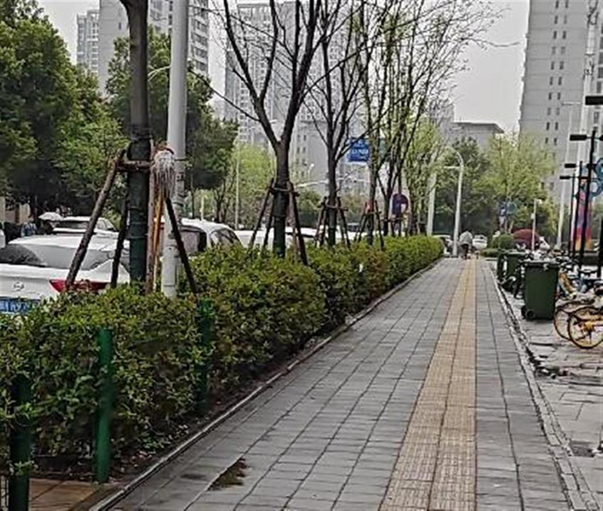 极目帮办|400米长的人行道绿化带里"藏污纳垢",相关部门:确认归属权后