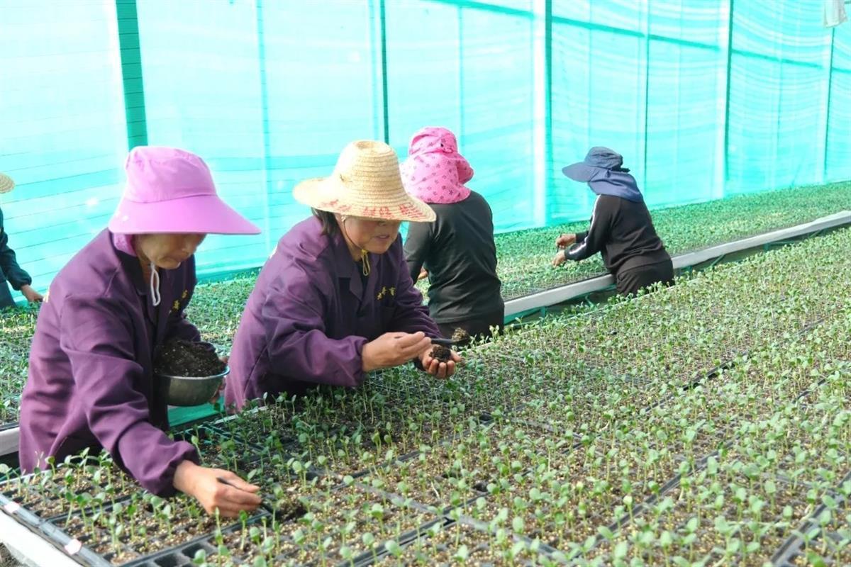 工作人员在合作社大棚进行育苗作业（通讯员供图）.jpg