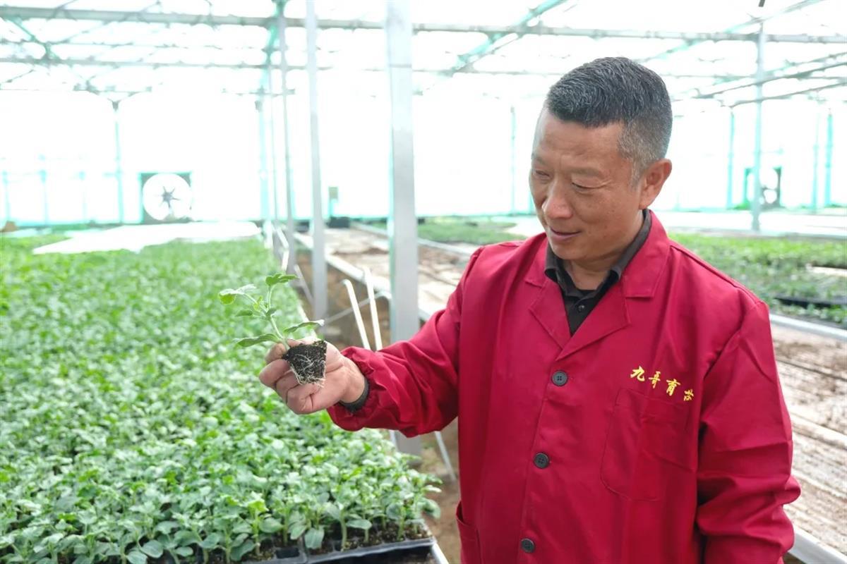 合作社负责人展示育出的西瓜秧苗（通讯员供图）.jpg