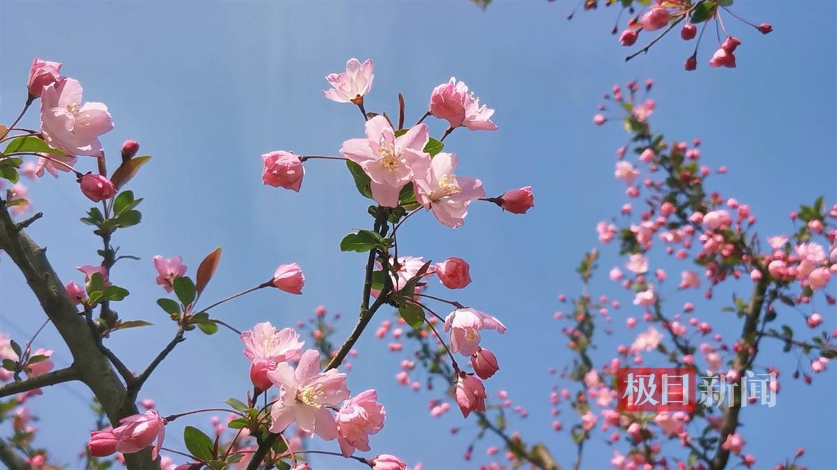 垂丝海棠花 (1).jpg