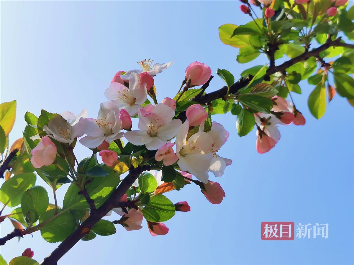 西府海棠.jpg