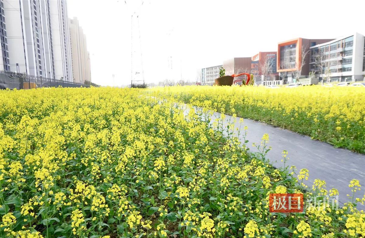 “油菜花海”上线,武汉新洲又添新色彩 | 极目新闻