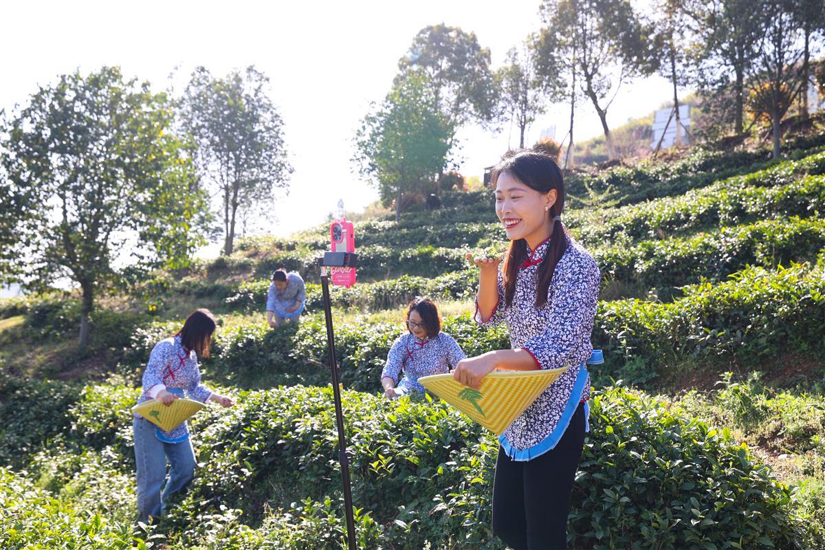 日前,中国有机谷核心区南漳县的万亩有机茶园进入采摘期,在天池山有机茶园,采茶姑娘们开始了新春第一采,并通过拍视频、开直播,推介有机茶叶、推广茶园风光,吸引上万网友关注,线上关注量还转化为线下客流量,天池山景区日接待游客量上千人次,有机茶叶预定超600斤,茶旅融合成功激活生态旅游、森林康养、休闲露营、研学旅行新业态。刘江 龚良杰.jpg 日前,中国有机谷核心区南漳县的万亩有机茶园进入采摘期,在天池山有机茶园,采茶姑娘们开始了新春第一采,并通过拍视频、开直播,推介有机茶叶、推广茶园风光,吸引上万网友关注,线上关注量还转化为线下客流量,天池山景区日接待游客量上千人次,有机茶叶预定超600斤,茶旅融合成功激活生态旅游、森林康养、休闲露营、研学旅行新业态。刘江 龚良杰.jpg