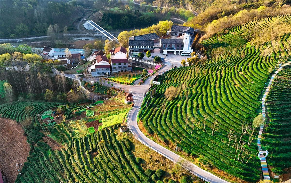 日前,中国有机谷核心区南漳县的万亩有机茶园进入采摘期,在天池山有机茶园,采茶姑娘们开始了新春第一采。目前该县现有茶园10.5万亩,获得绿色食品认证茶园5620亩,有机茶认证1.5万亩,茶产业综合产值达11亿元。刘江 龚良杰.jpg 日前,中国有机谷核心区南漳县的万亩有机茶园进入采摘期,在天池山有机茶园,采茶姑娘们开始了新春第一采。目前该县现有茶园10.5万亩,获得绿色食品认证茶园5620亩,有机茶认证1.5万亩,茶产业综合产值达11亿元。刘江 龚良杰.jpg