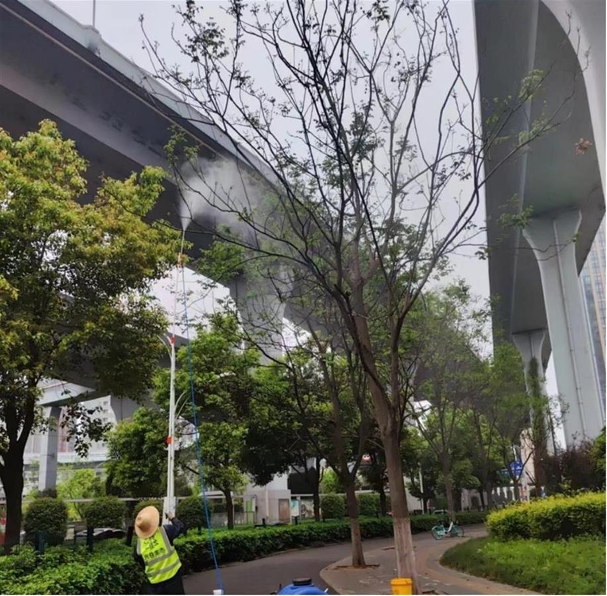 高新大道栾树蚜虫病虫害防治.jpg 高新大道栾树蚜虫病虫害防治.jpg