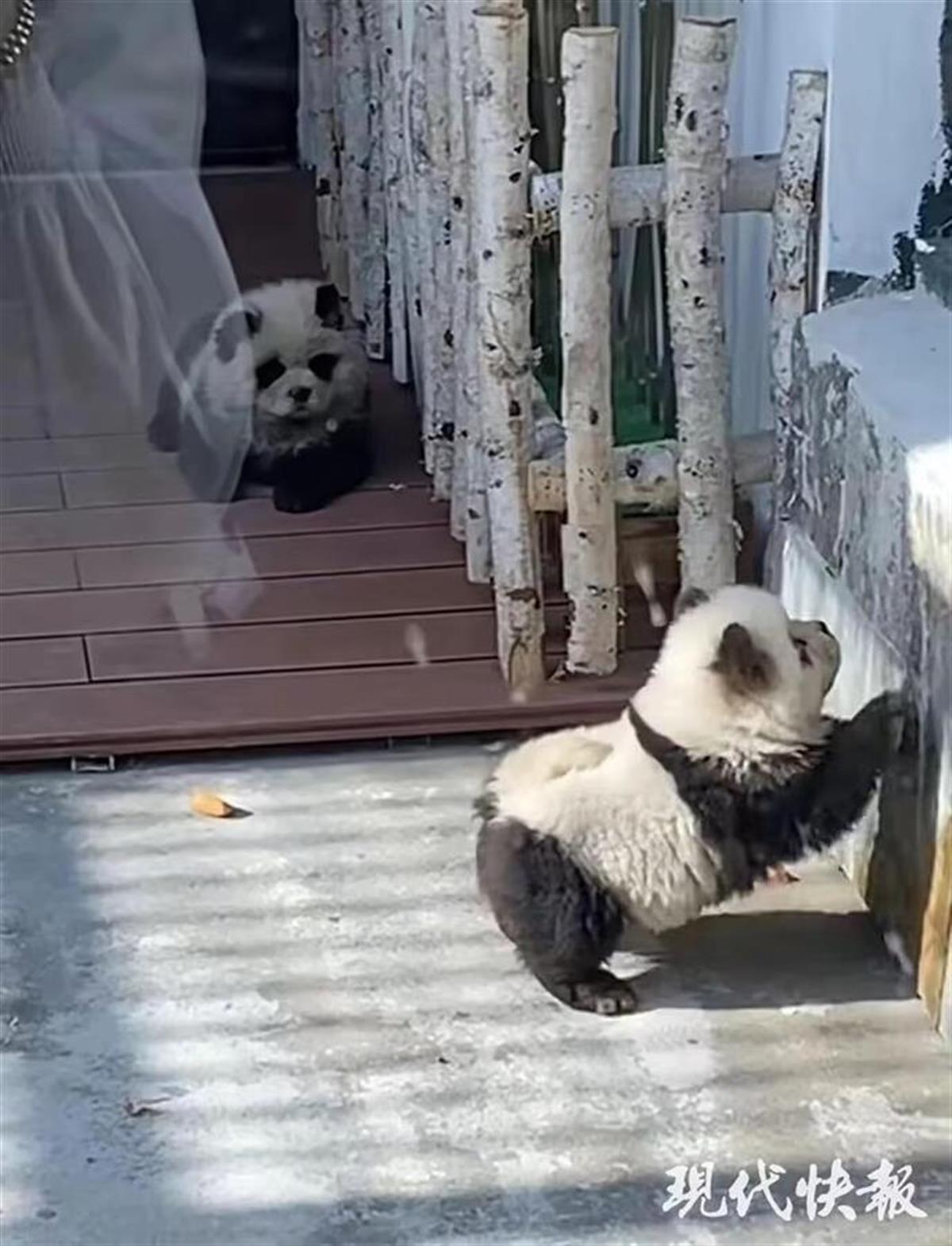 A动物园用狗冒充熊猫1.jpg