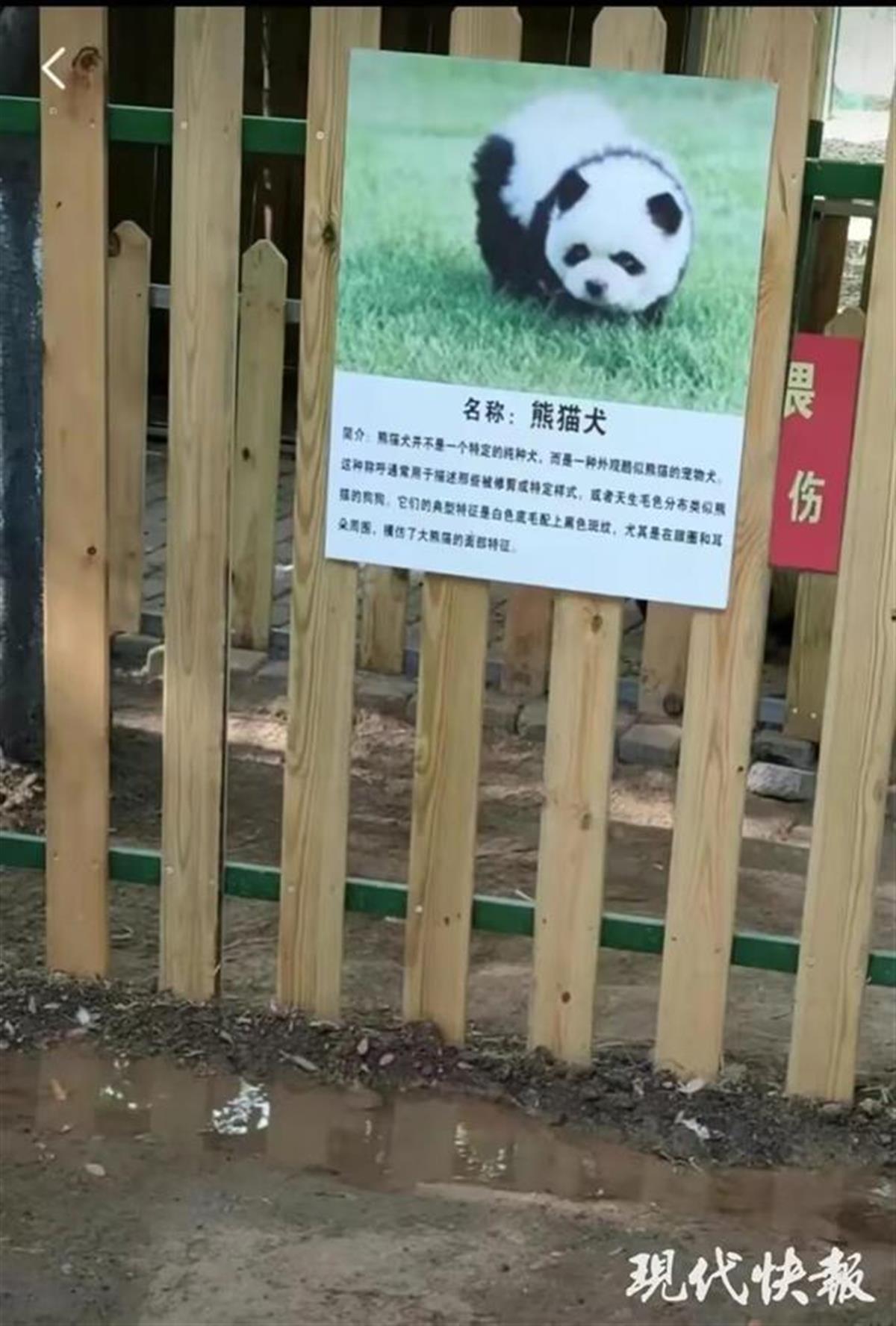 A动物园用狗冒充熊猫.jpg