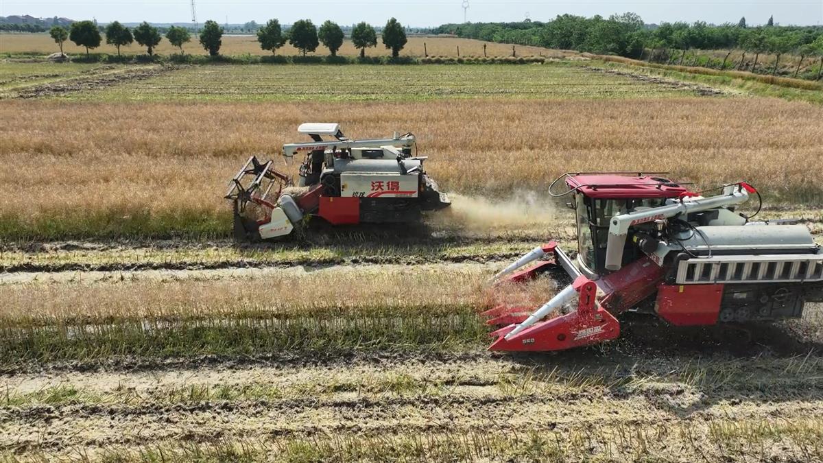 新型农机设备正在油菜田收割油菜籽（通讯员供图）.jpg