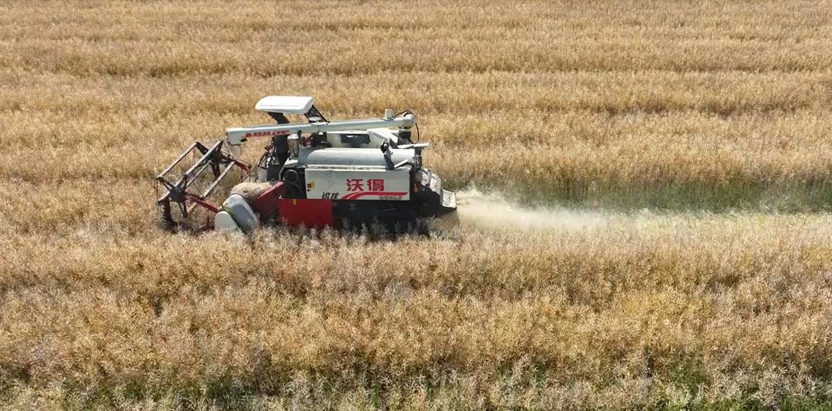 新型农机设备正在油菜田收割油菜籽   （通讯员供图）.jpg