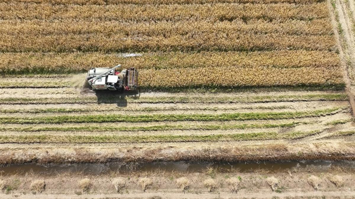 新型农机设备正在油菜田收割油菜籽 （通讯员供图）.jpg