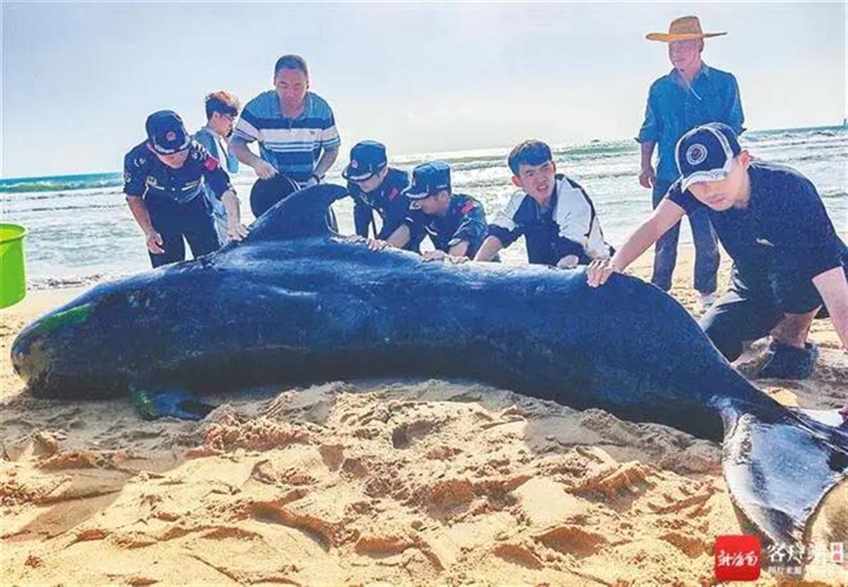 Ａ搁浅145天的鲸鱼被放归大海.jpg