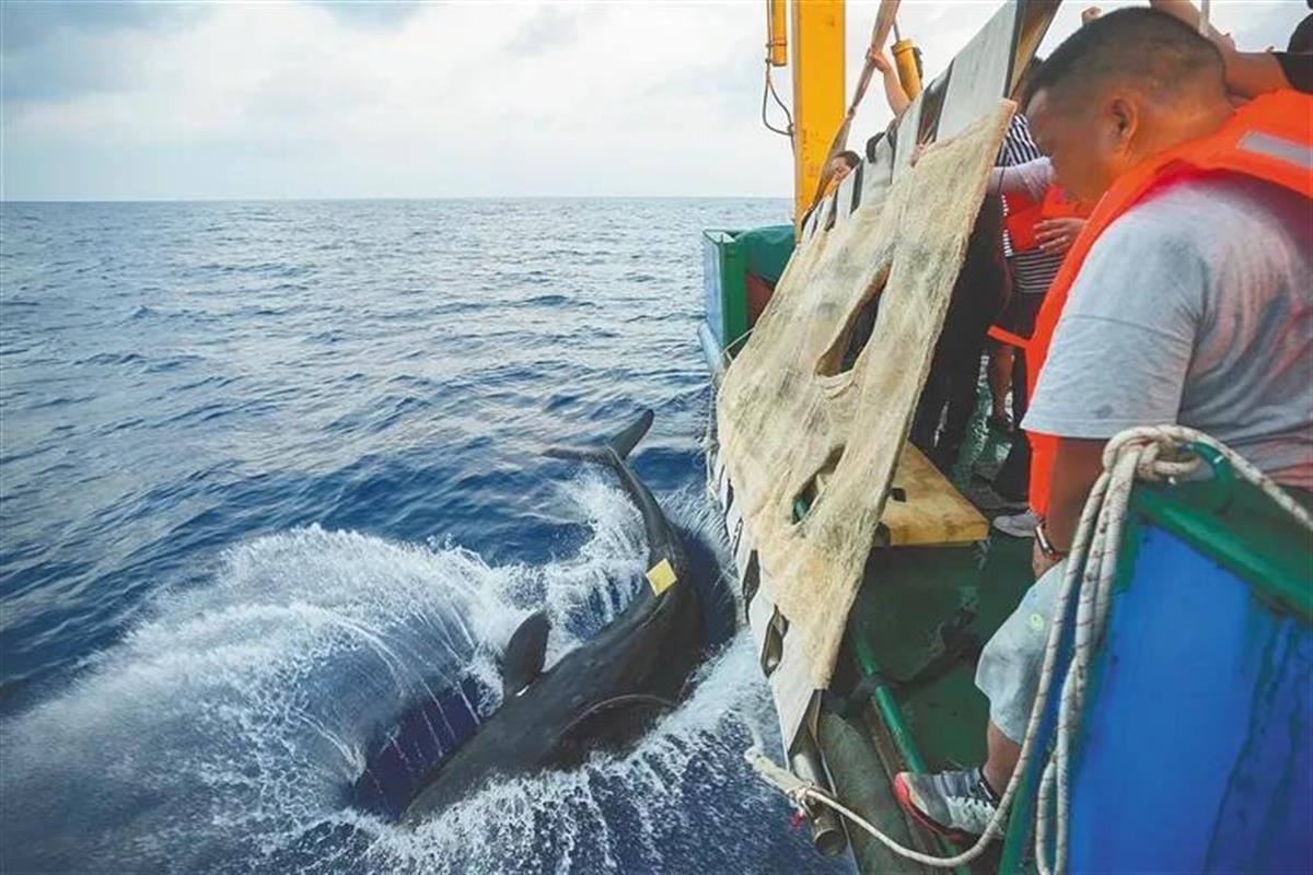 Ａ搁浅145天的鲸鱼被放归大海４.jpg