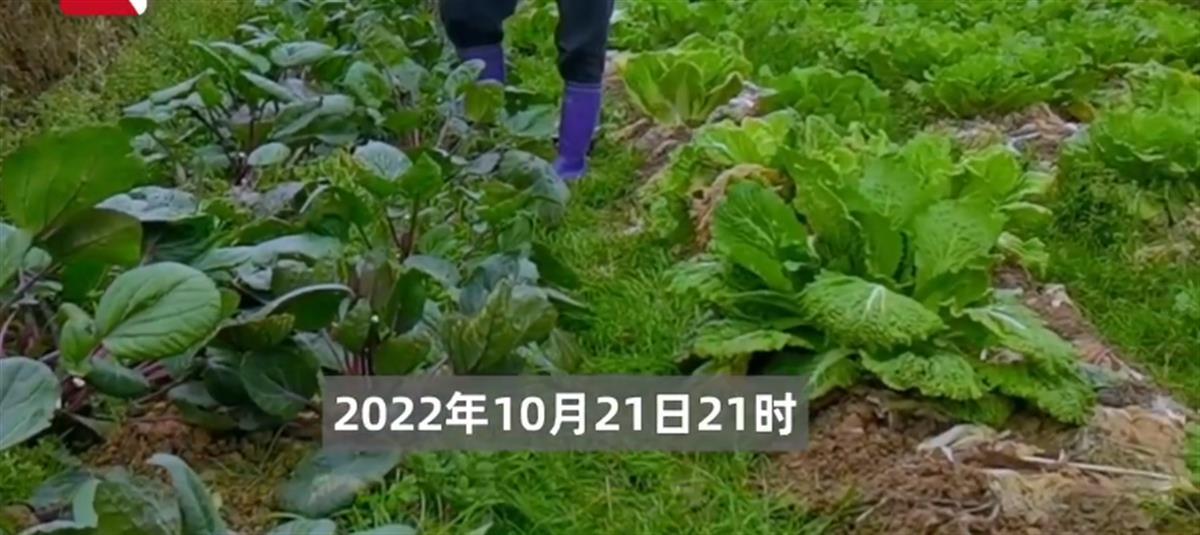 A老太偷菜摔伤索赔8万元被驳回.png A老太偷菜摔伤索赔8万元被驳回.png