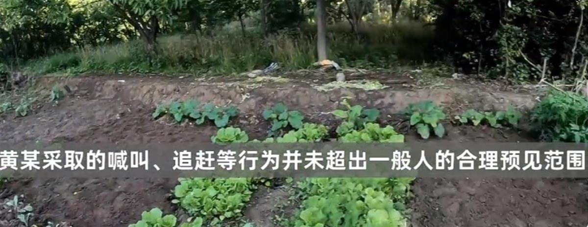 A老太偷菜摔伤索赔8万元被驳回2.png A老太偷菜摔伤索赔8万元被驳回2.png