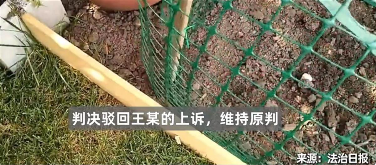 A老太偷菜摔伤索赔8万元被驳回3.png A老太偷菜摔伤索赔8万元被驳回3.png