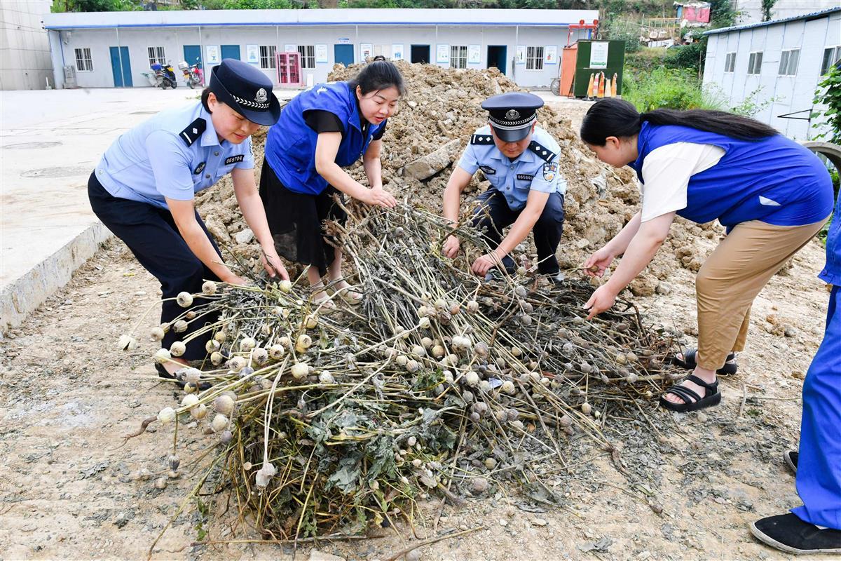 图2:民警和禁毒社工在集中堆放毒品原植物罂粟。欧阳智慧 摄.jpg 图2:民警和禁毒社工在集中堆放毒品原植物罂粟。欧阳智慧 摄.jpg