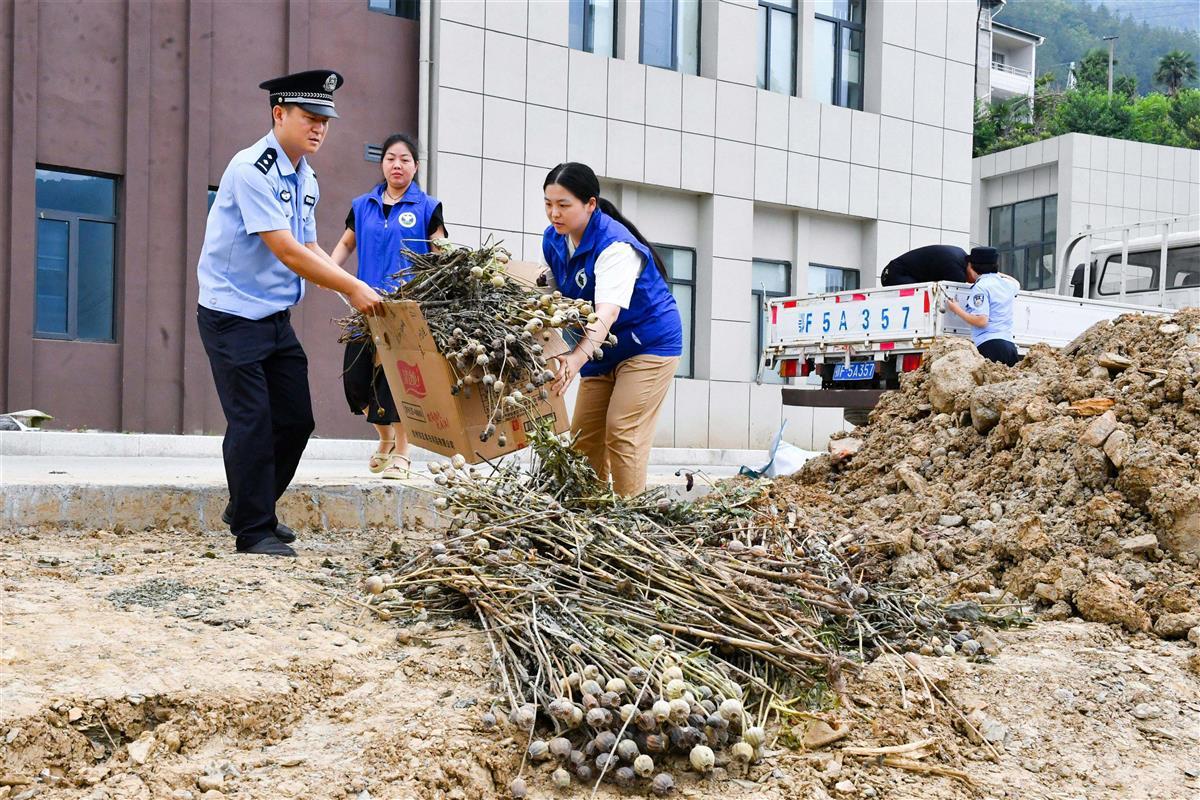 图5:民警和禁毒社工在搬运堆放毒品原植物罂粟。欧阳智慧 摄.jpg 图5:民警和禁毒社工在搬运堆放毒品原植物罂粟。欧阳智慧 摄.jpg