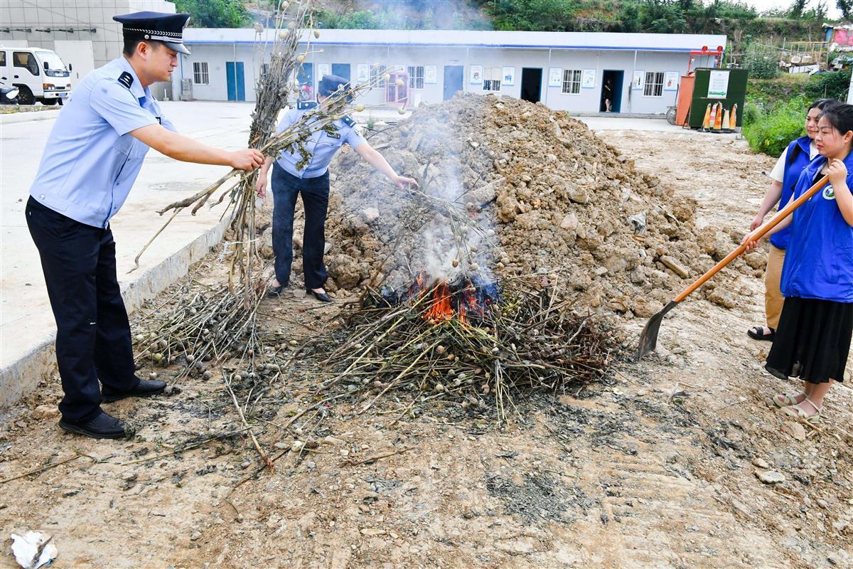 图6:民警和禁毒社工在点火焚烧毒品原植物罂粟。欧阳智慧 摄.jpg 图6:民警和禁毒社工在点火焚烧毒品原植物罂粟。欧阳智慧 摄.jpg