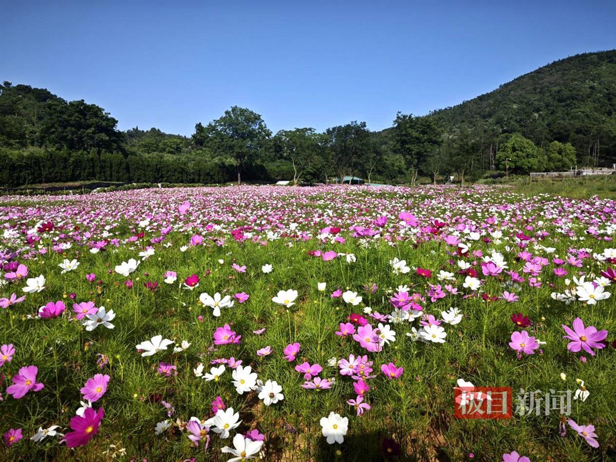 愍园外陵区植被景观 四季各有特色.jpg