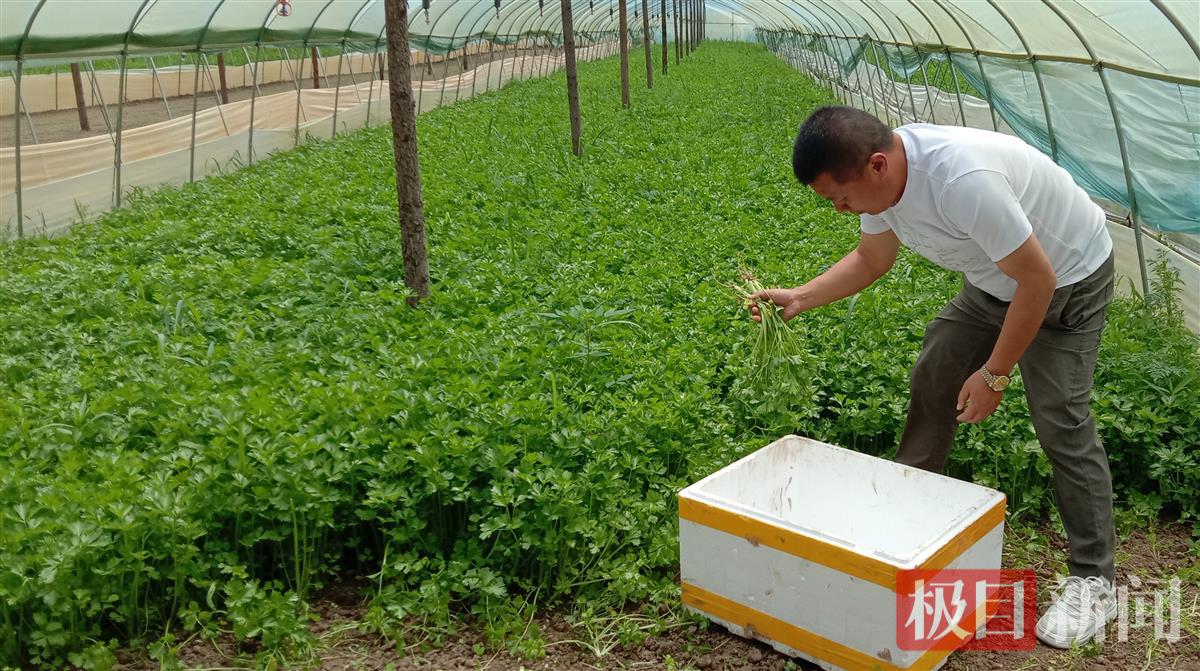 本地时令蔬菜大量出产，武汉人夏季餐桌上的平价菜变多了