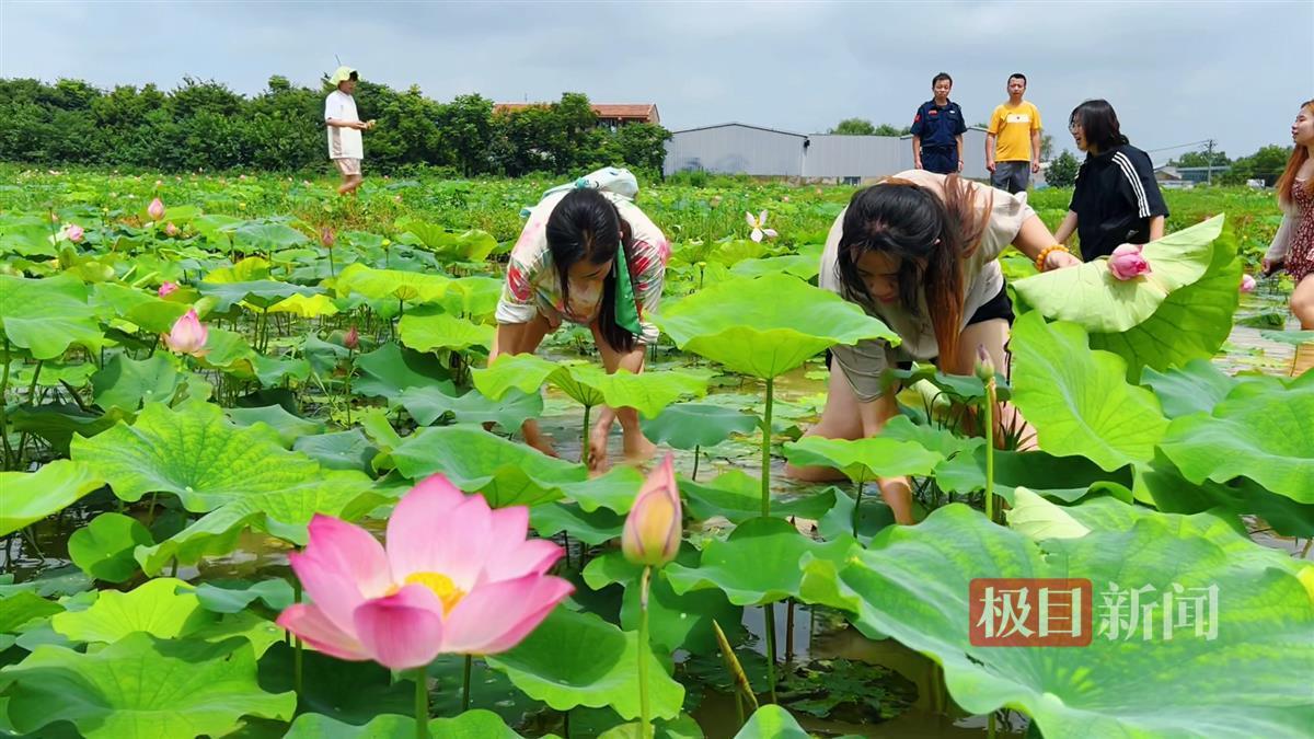 藕塘挖藕2.jpg 藕塘挖藕2.jpg