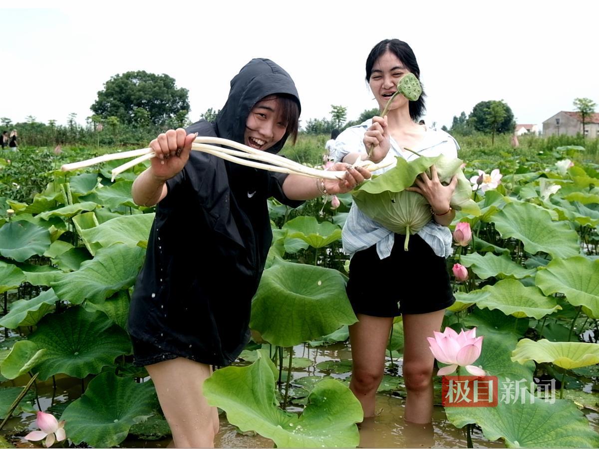 藕塘挖藕3.jpg 藕塘挖藕3.jpg