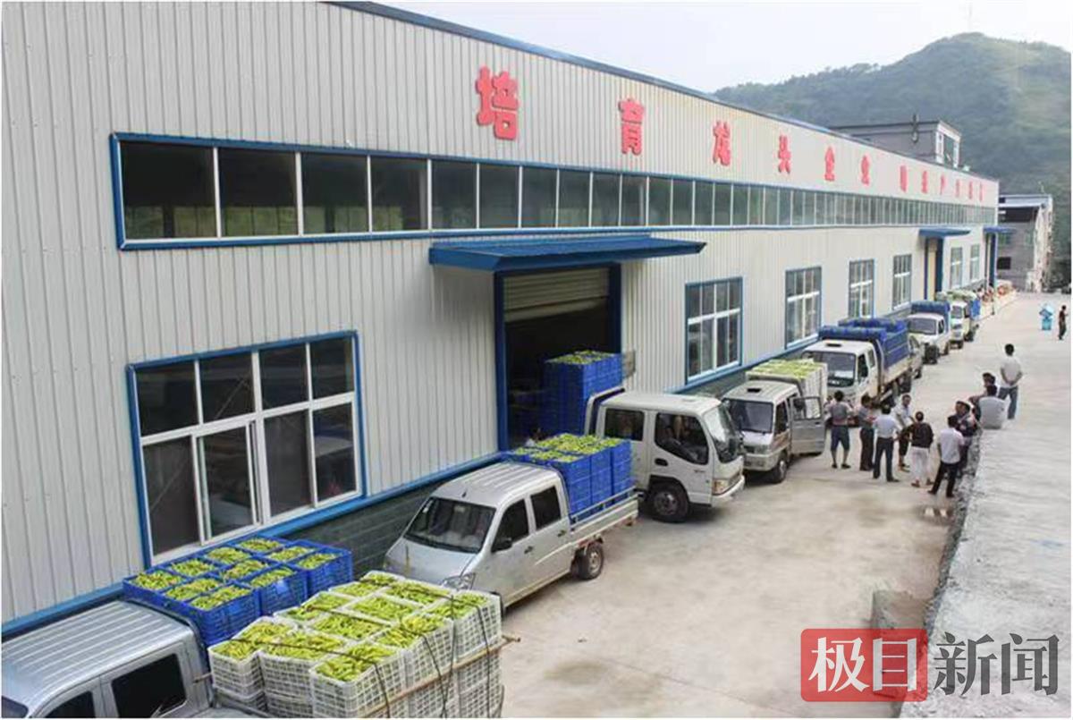 郧西县天河缘农业科技有限公司院内卖黄皮椒的车辆络绎不绝 郧轩文摄.png