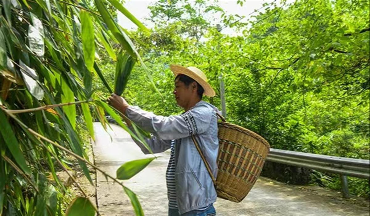 湖北宣恩一片箬叶摘出5000万元 | 极目新闻