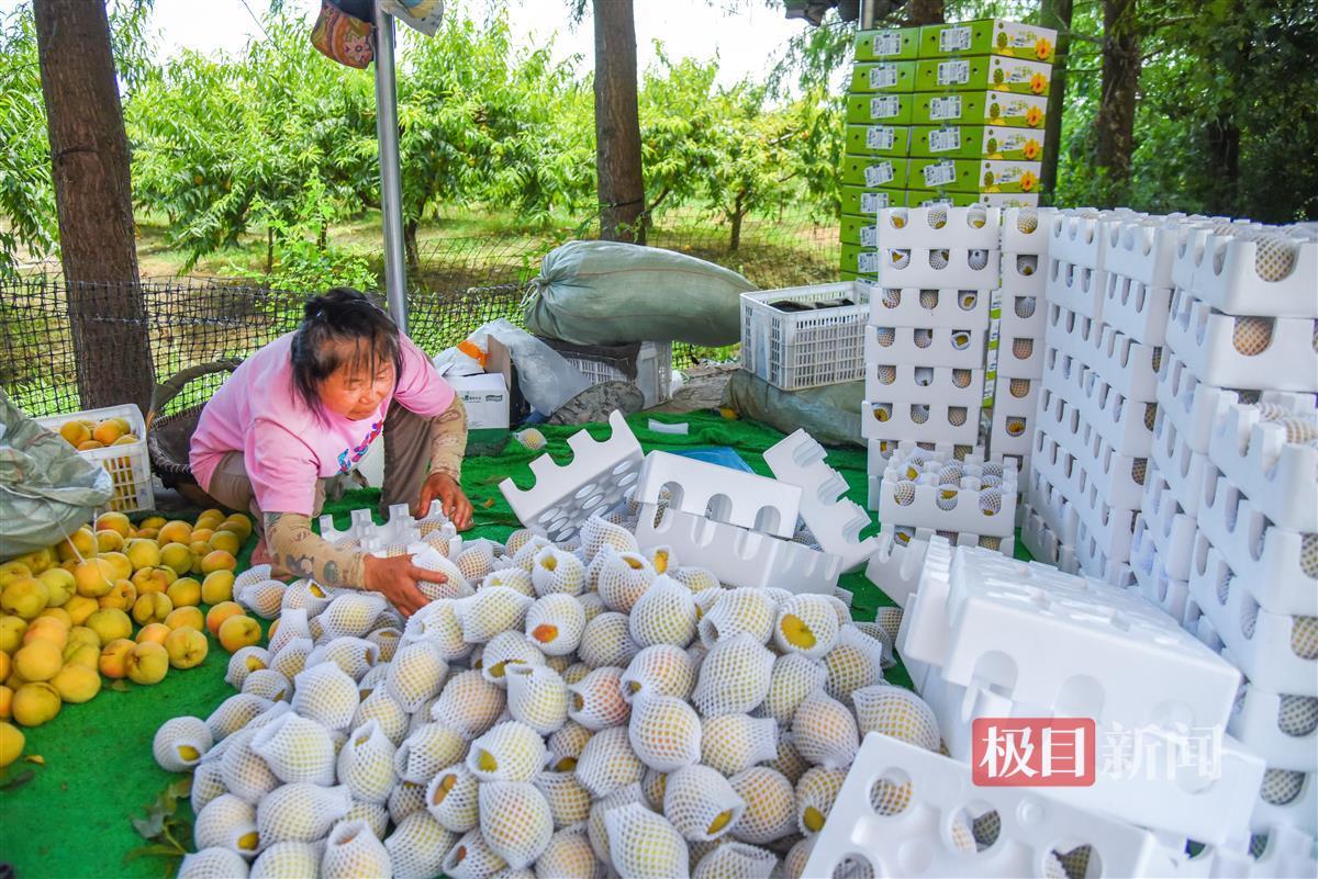 8月5日，桃农在三湖黄桃基地分拣黄桃，并现场给网络下单客户发运快递。（极目新闻记者 黄志刚 摄）.jpg