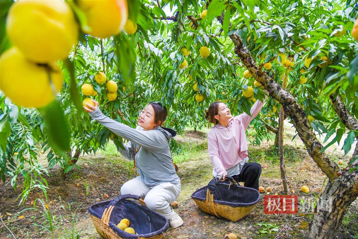 8月5日，游客在江陵县三湖农场的黄桃基地采摘。  （极目新闻记者 黄志刚 摄）.jpg