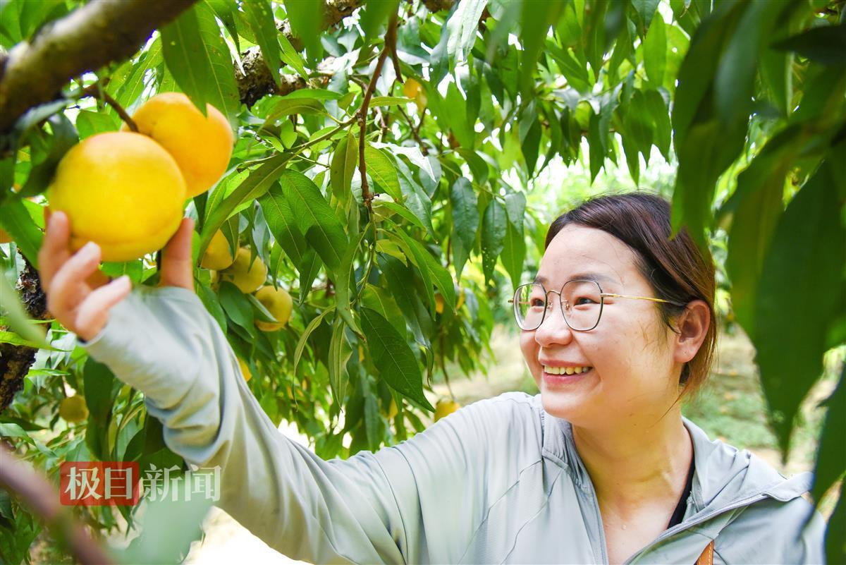 8月5日，游客在江陵县三湖农场的黄桃基地采摘。    （极目新闻记者 黄志刚 摄）.jpg