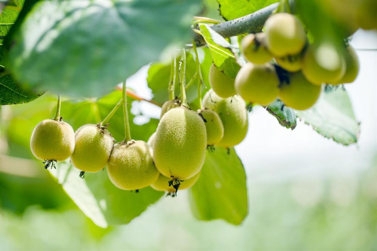 图片10-.png 图片10-.png