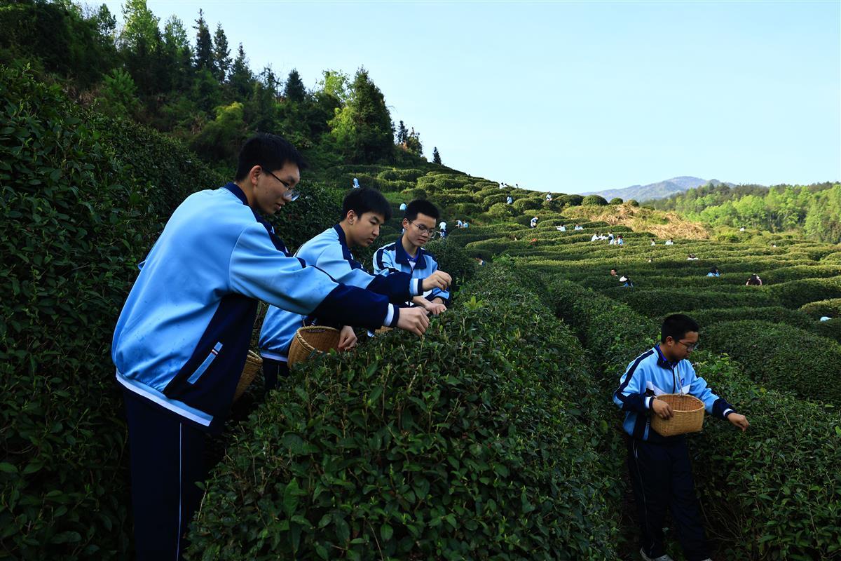 竹溪一中同学们都喜欢到劳动基地学采茶.png